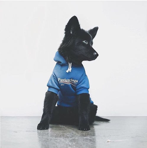 Dogilike.com :: ǹ! Ὺ˹˹شԻͧ ҹѡҺ͡