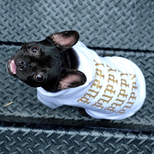 Dogilike.com :: ǹ! Ὺ˹˹شԻͧ ҹѡҺ͡