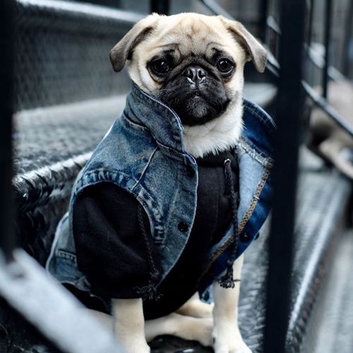 Dogilike.com :: ǹ! Ὺ˹˹شԻͧ ҹѡҺ͡