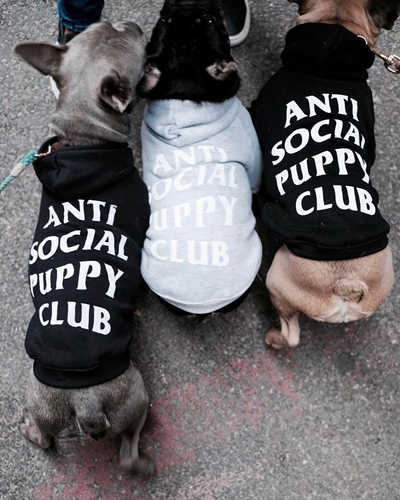 Dogilike.com :: ǹ! Ὺ˹˹شԻͧ ҹѡҺ͡