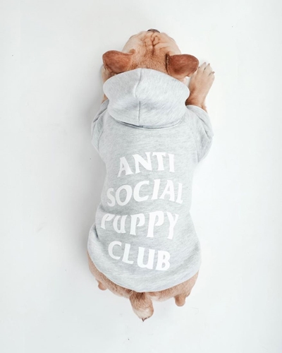 Dogilike.com :: ǹ! Ὺ˹˹شԻͧ ҹѡҺ͡
