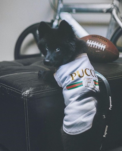 Dogilike.com :: ǹ! Ὺ˹˹شԻͧ ҹѡҺ͡