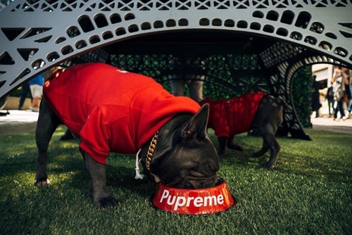 Dogilike.com :: ǹ! Ὺ˹˹شԻͧ ҹѡҺ͡