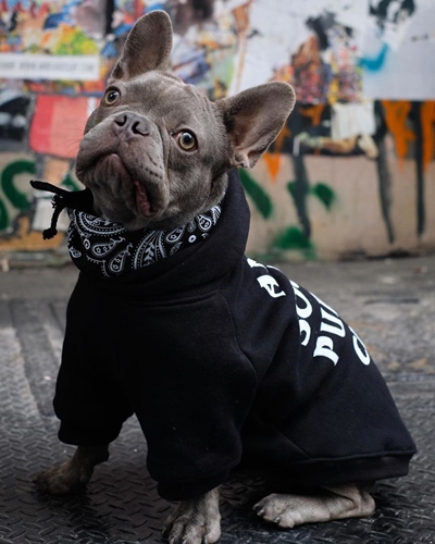 Dogilike.com :: ǹ! Ὺ˹˹شԻͧ ҹѡҺ͡