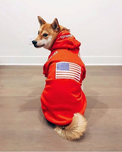 Dogilike.com :: ǹ! Ὺ˹˹شԻͧ ҹѡҺ͡