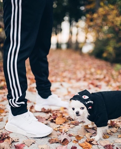 Dogilike.com :: ǹ! Ὺ˹˹شԻͧ ҹѡҺ͡