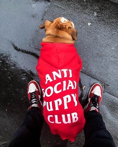 Dogilike.com :: ǹ! Ὺ˹˹شԻͧ ҹѡҺ͡