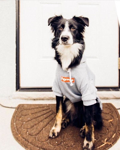 Dogilike.com :: ǹ! Ὺ˹˹شԻͧ ҹѡҺ͡