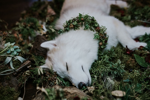 Dogilike.com :: ! Ңͧ¹ش¶֧عѢشѡҡ
