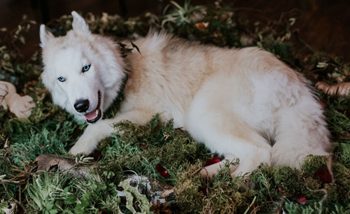 Dogilike.com :: ! Ңͧ¹ش¶֧عѢشѡҡ