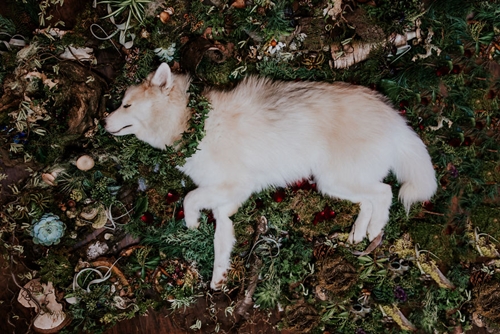 Dogilike.com :: ! Ңͧ¹ش¶֧عѢشѡҡ