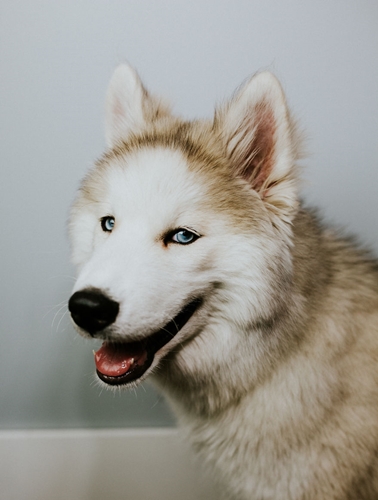 Dogilike.com :: ! Ңͧ¹ش¶֧عѢشѡҡ