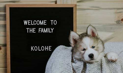 Dogilike.com :: ! Ңͧ¹ش¶֧عѢشѡҡ
