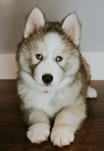 Dogilike.com :: ! Ңͧ¹ش¶֧عѢشѡҡ