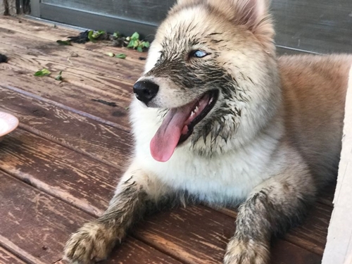 Dogilike.com :: ! Ңͧ¹ش¶֧عѢشѡҡ