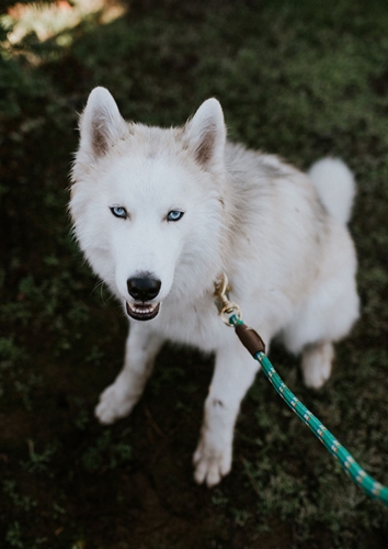 Dogilike.com :: ! Ңͧ¹ش¶֧عѢشѡҡ