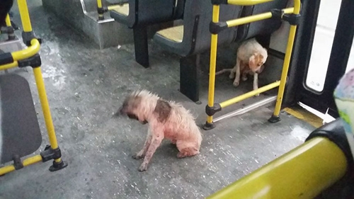 Dogilike.com :: หนุ่มขับรถบัสฝ่าพายุหิมะเจอ 2 ตูบจรจัดหนาวสั่น เปิดประตูให้เข้ามานั่งคลายหนาว !!