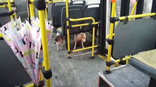 Dogilike.com :: หนุ่มขับรถบัสฝ่าพายุหิมะเจอ 2 ตูบจรจัดหนาวสั่น เปิดประตูให้เข้ามานั่งคลายหนาว !!