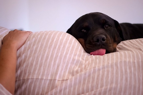 Dogilike.com :: ǵ駤Թԡ§ٺ Ҿͺ١§عѢ !!