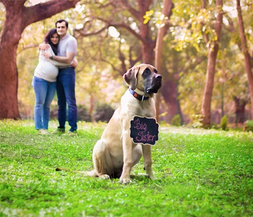 Dogilike.com :: ǵ駤Թԡ§ٺ Ҿͺ١§عѢ !!