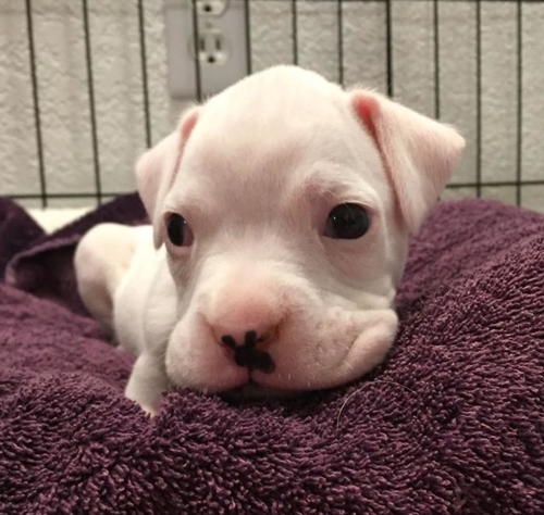 Dogilike.com :: ١Դբͺⴹҷ ͤѡ㨴բʹŴ !