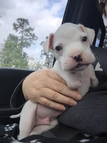 Dogilike.com :: ١Դբͺⴹҷ ͤѡ㨴բʹŴ !