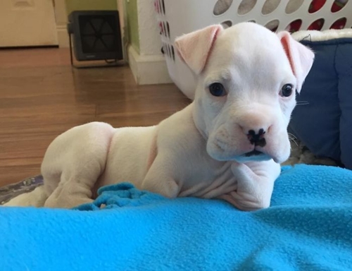 Dogilike.com :: ١Դբͺⴹҷ ͤѡ㨴բʹŴ !