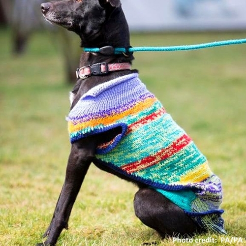 Dogilike.com :: ¹Ҵѡ! ʡ͵Źѡٺ ѧ繤ѡѺ§