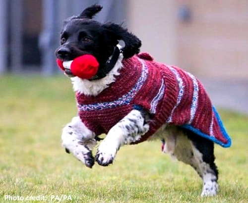 Dogilike.com :: ¹Ҵѡ! ʡ͵Źѡٺ ѧ繤ѡѺ§