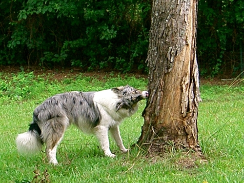 Dogilike.com :: ҵٺѺ͡ءѹҹ 13  ѹѹ繨ԧ !!