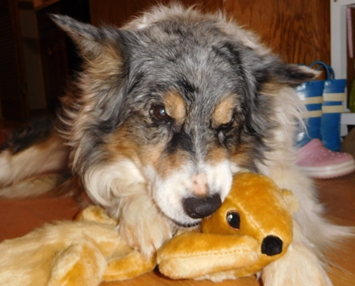 Dogilike.com :: ҵٺѺ͡ءѹҹ 13  ѹѹ繨ԧ !!