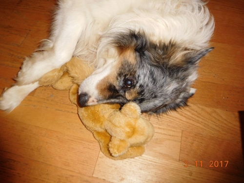 Dogilike.com :: ҵٺѺ͡ءѹҹ 13  ѹѹ繨ԧ !!