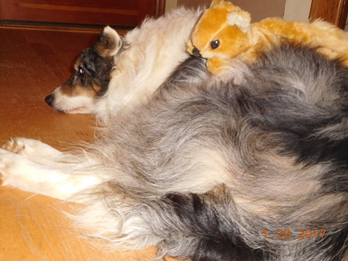 Dogilike.com :: ҵٺѺ͡ءѹҹ 13  ѹѹ繨ԧ !!