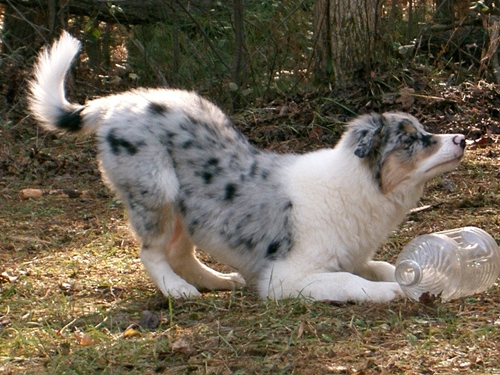 Dogilike.com :: ҵٺѺ͡ءѹҹ 13  ѹѹ繨ԧ !!