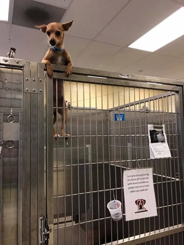 Dogilike.com :: ٺٹѡԧҡպҹչç˹ ҹ ! 