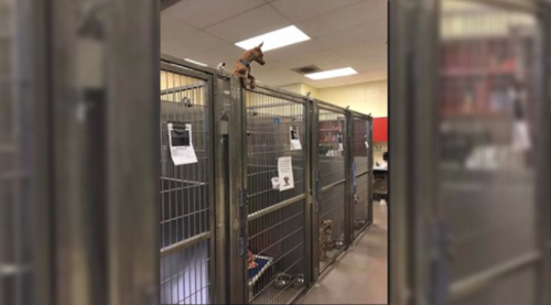 Dogilike.com :: ٺٹѡԧҡպҹչç˹ ҹ ! 