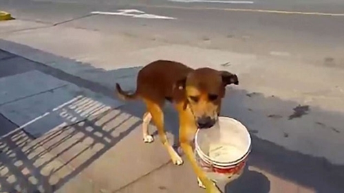 Dogilike.com :: ʧ! ٺèѴҺѧԹ͹ӷͧ ѧͻѭҢҴŹ