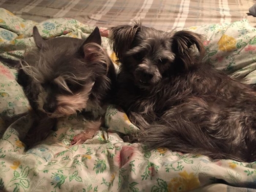 Dogilike.com :: عѢǹ١ҷ駾·ҹǵͧ !!