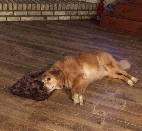 Dogilike.com :: ش Ңͧ觫й͹ͧҼԴ ҵٺѡҹ㨷ҷءҧԴ