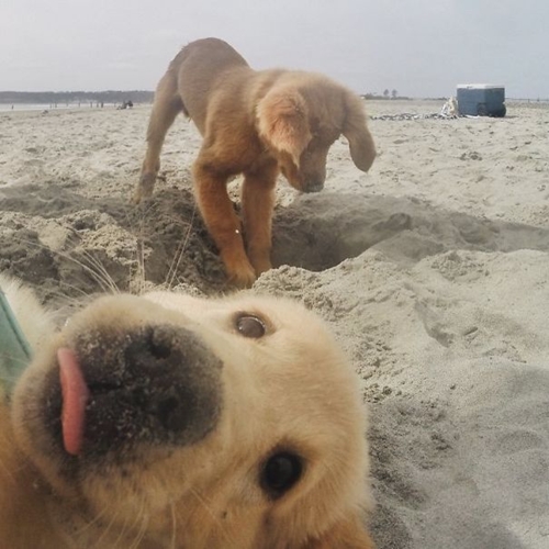 Dogilike.com :: 10+ Ҿ PhotoBomb ͧҹͧҨ觫չ !!