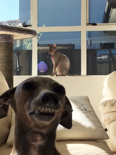 Dogilike.com :: 10+ Ҿ PhotoBomb ͧҹͧҨ觫չ !!