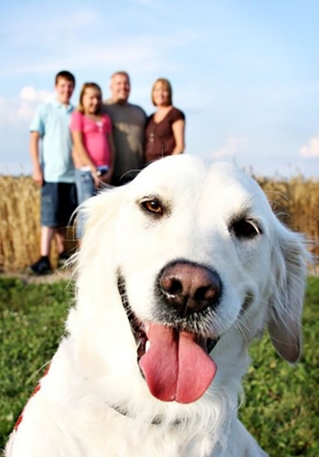 Dogilike.com :: 10+ Ҿ PhotoBomb ͧҹͧҨ觫չ !!
