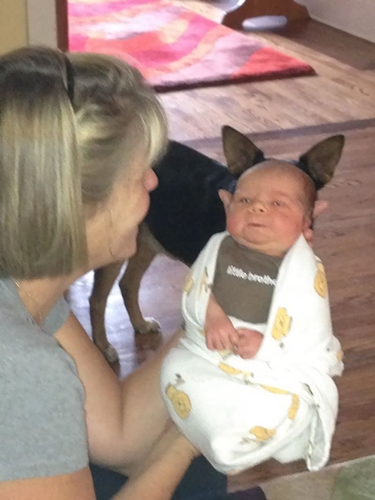 Dogilike.com :: 10+ Ҿ PhotoBomb ͧҹͧҨ觫չ !!