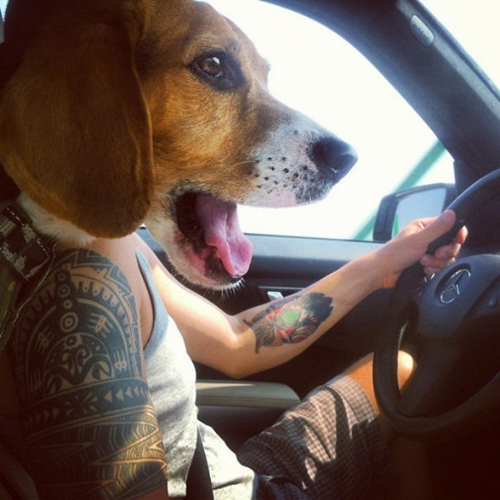 Dogilike.com :: 10+ Ҿ PhotoBomb ͧҹͧҨ觫չ !!