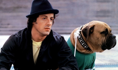 Dogilike.com :: Sylvester Stallone ҾѹҹѺعѢ㨷繷ء㹪Ե !