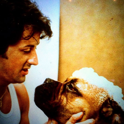 Dogilike.com :: Sylvester Stallone ҾѹҹѺعѢ㨷繷ء㹪Ե !
