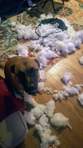 Dogilike.com :: ʺдѺԺ! ͧҨѴҢͧҹ