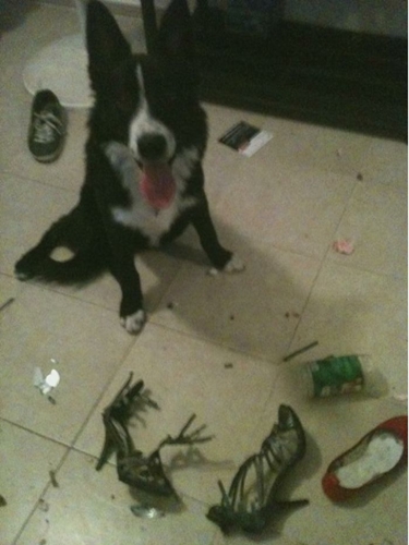 Dogilike.com :: ʺдѺԺ! ͧҨѴҢͧҹ