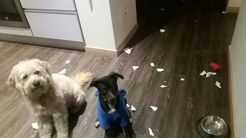 Dogilike.com :: ʺдѺԺ! ͧҨѴҢͧҹ