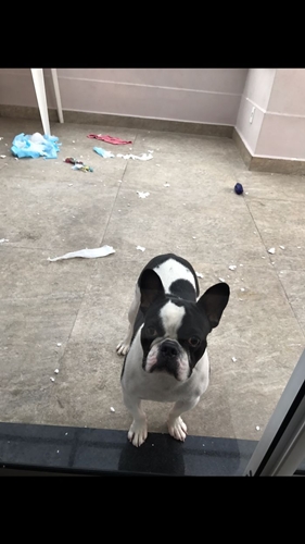 Dogilike.com :: ʺдѺԺ! ͧҨѴҢͧҹ